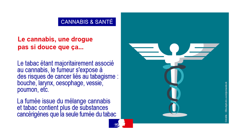 Cannabis et santé vignette 3