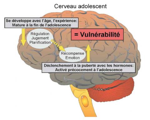 Infographie cerveau d'adolescent