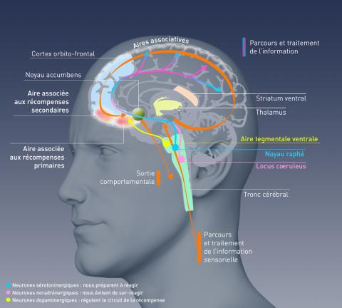 Infographie cerveau inserm
