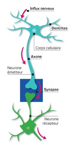 Infographie synapse